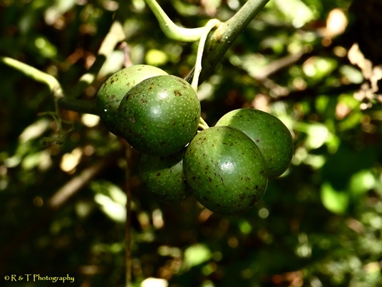 {Calycocarpum lyonii}